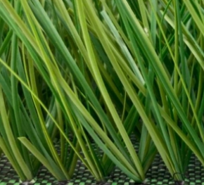 Syn 45 Sports Turf | Synsport Close-up of green and yellow variegated spider plant leaves resting on a woven mat.
